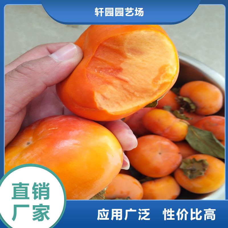 柿子櫻桃苗暢銷本地