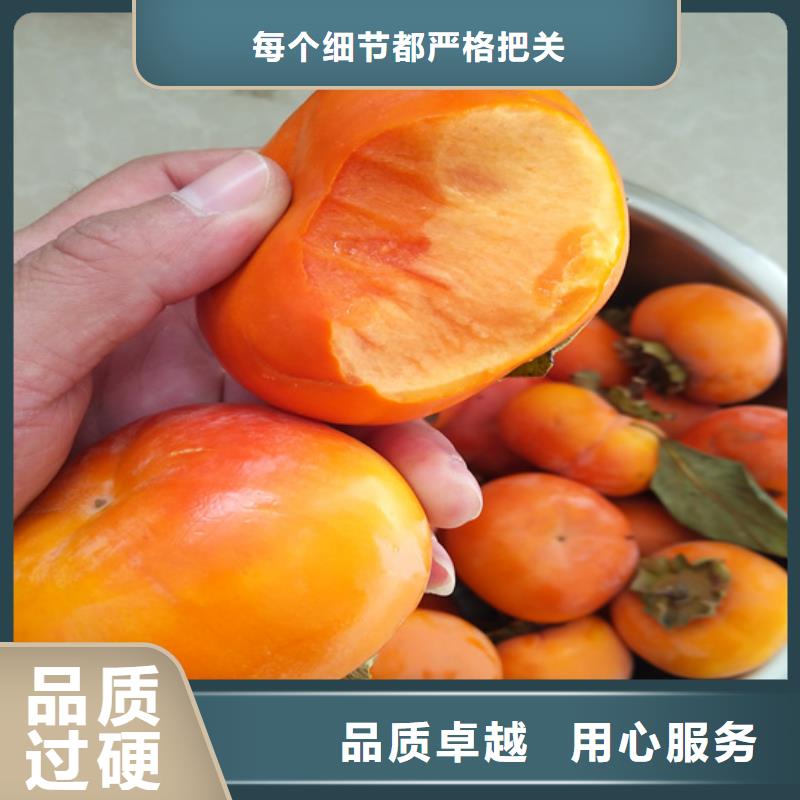 柿子_苹果苗一站式采购方便省心