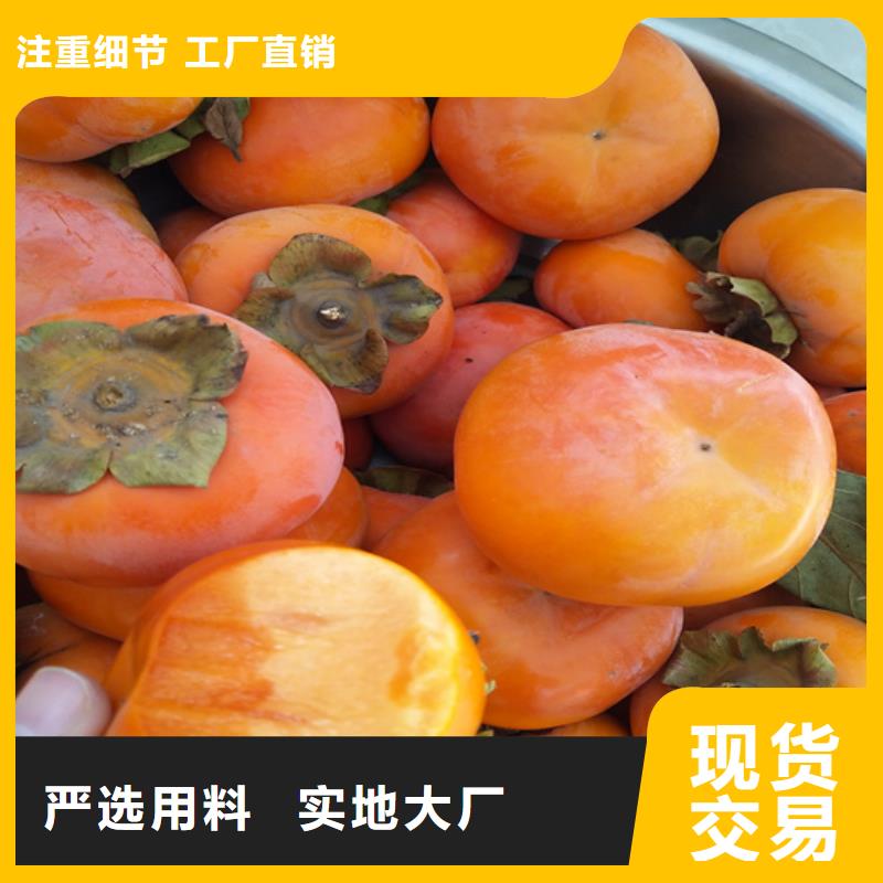 柿子櫻桃苗精心選材