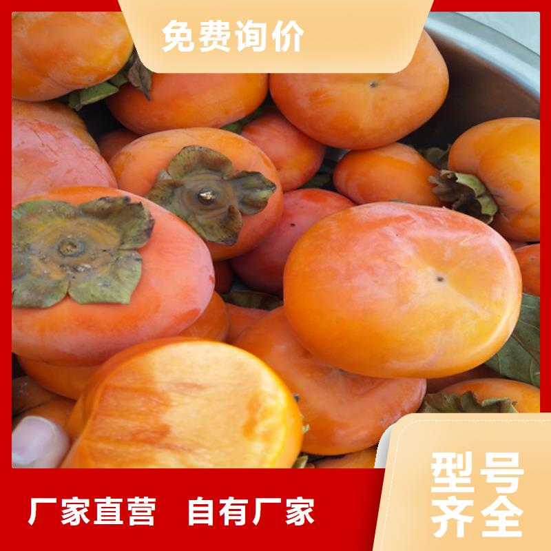 【 柿子_梨树苗按需设计】|鹤山|新会|深圳|阳江|潮州|珠海|佛山|中山|梅州qy55.com