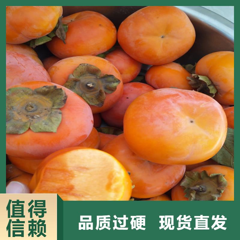 柿子_苹果苗一站式采购方便省心