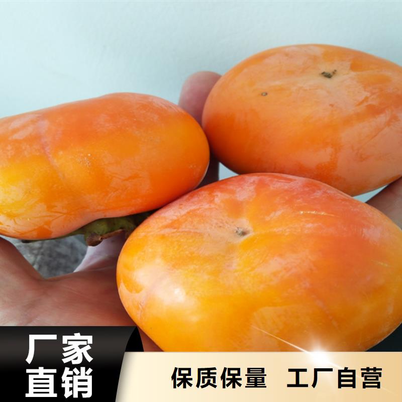 【柿子】 无花果苗您身边的厂家当地服务商