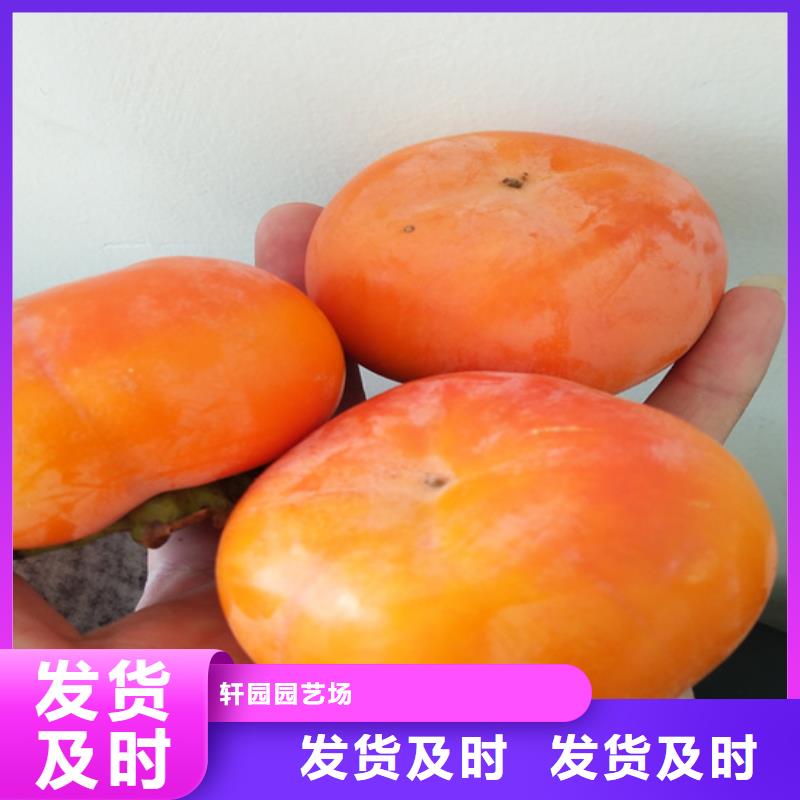 【 柿子_无花果苗工厂采购】覆盖范围含|浦江|磐安|绍兴|湖州|丽水|衢州|舟山|嘉兴