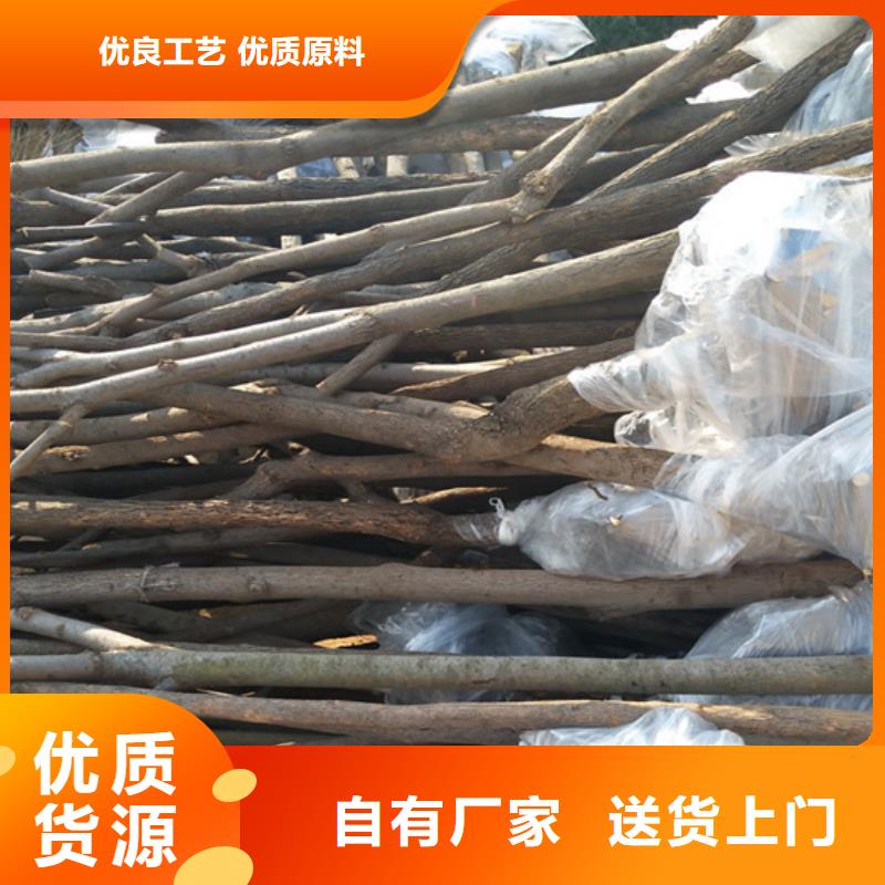 柿子_蘋果苗一站式采購方便省心
