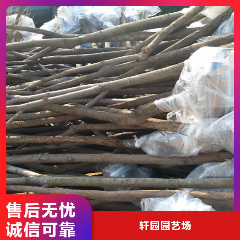 梨树苗视频-梨树苗|金华市|浦江|永康|绍兴|杭州|嘉兴|舟山|宁波|湖州