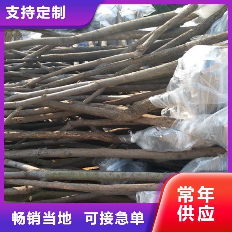 【柿子】 无花果苗您身边的厂家厂家直接面向客户