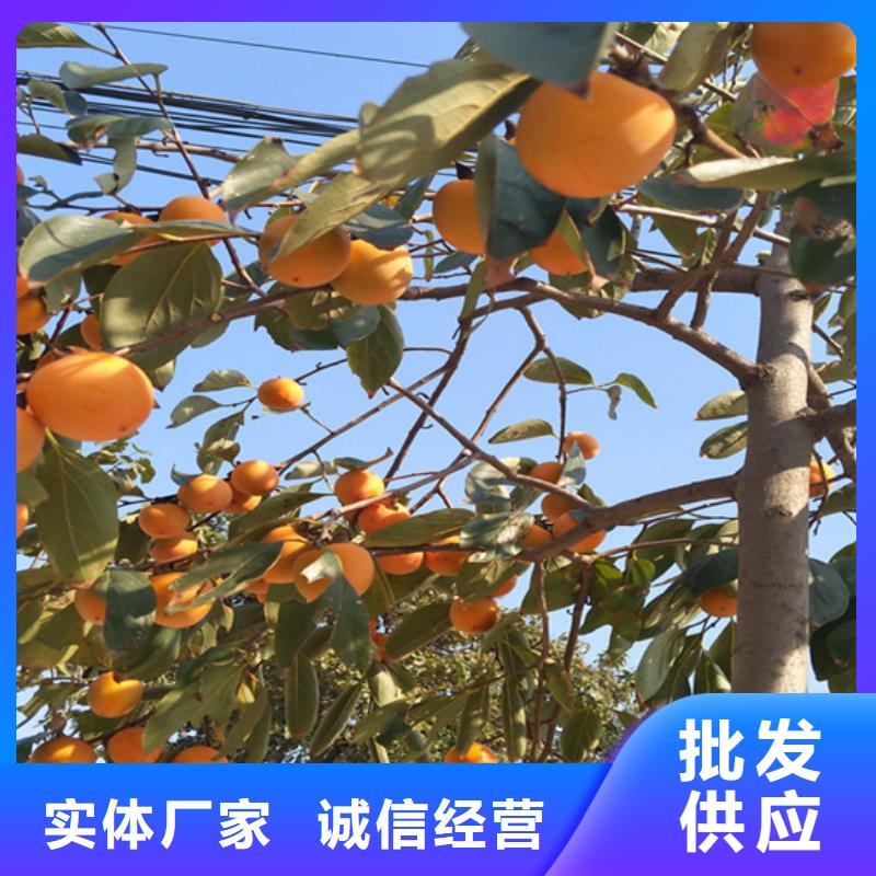 【 柿子_无花果苗工厂采购】覆盖范围含|浦江|磐安|绍兴|湖州|丽水|衢州|舟山|嘉兴