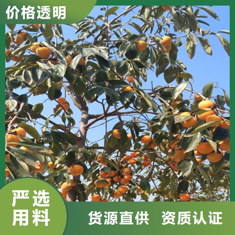柿子蘋果苗支持定制批發(fā)