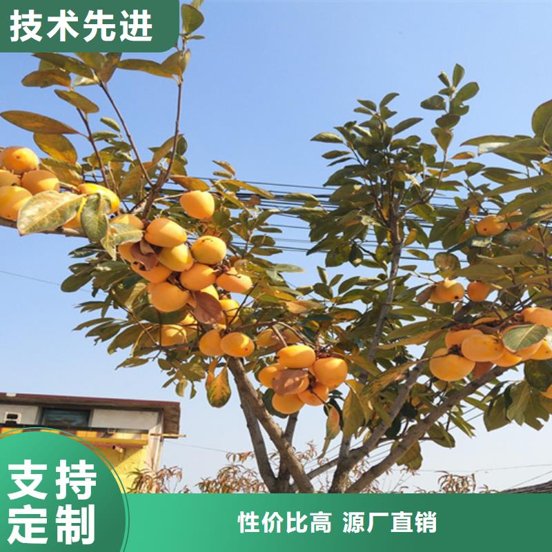 【 柿子_无花果苗工厂采购】覆盖范围含|浦江|磐安|绍兴|湖州|丽水|衢州|舟山|嘉兴