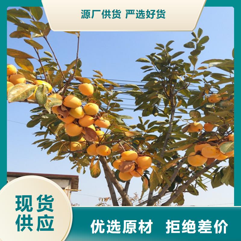 梨树苗视频-黔南市梨树苗-该地可服务区域福泉|瓮安|六盘水|遵义|黔东南|安顺