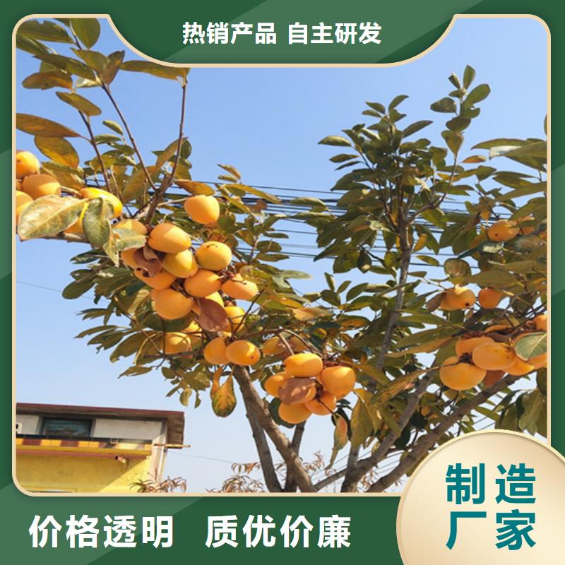 柿子櫻桃苗暢銷本地