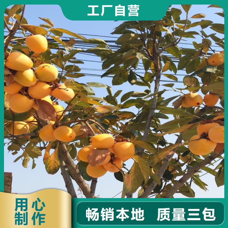 柿子_蘋果苗一站式采購方便省心