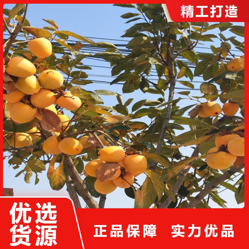 柿子北美冬青大量现货供应