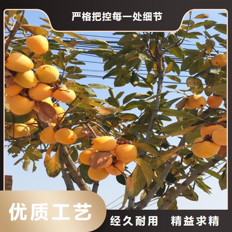 梨树苗轩园【 柿子_无花果苗工厂采购】