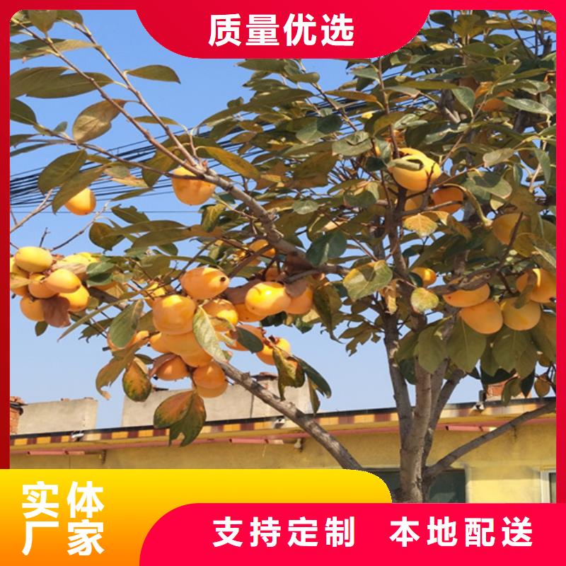 柿子桃樹苗廠家直銷貨源充足