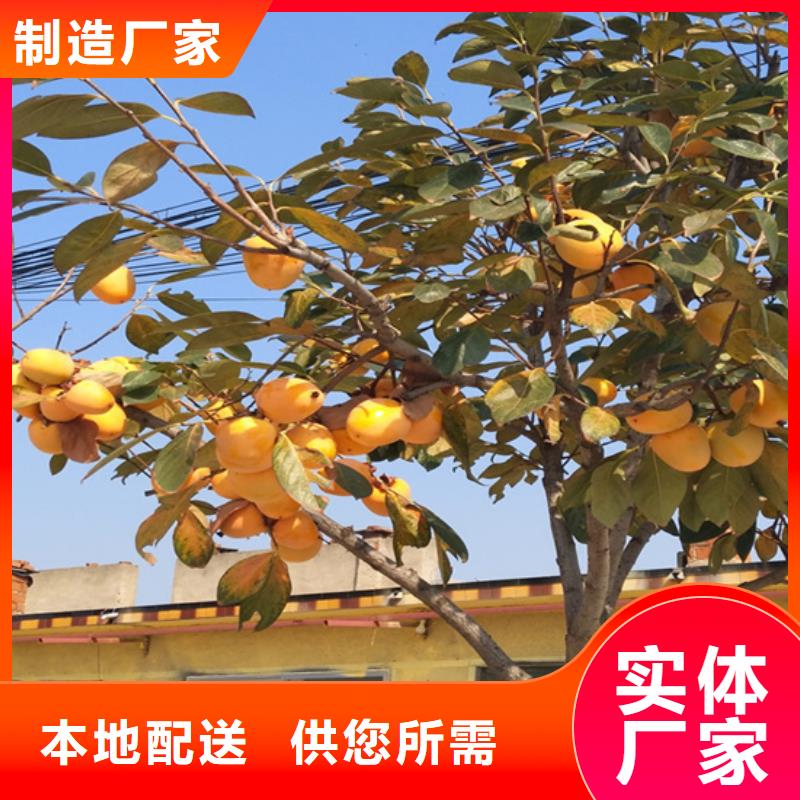 柿子北美冬青大量現貨供應