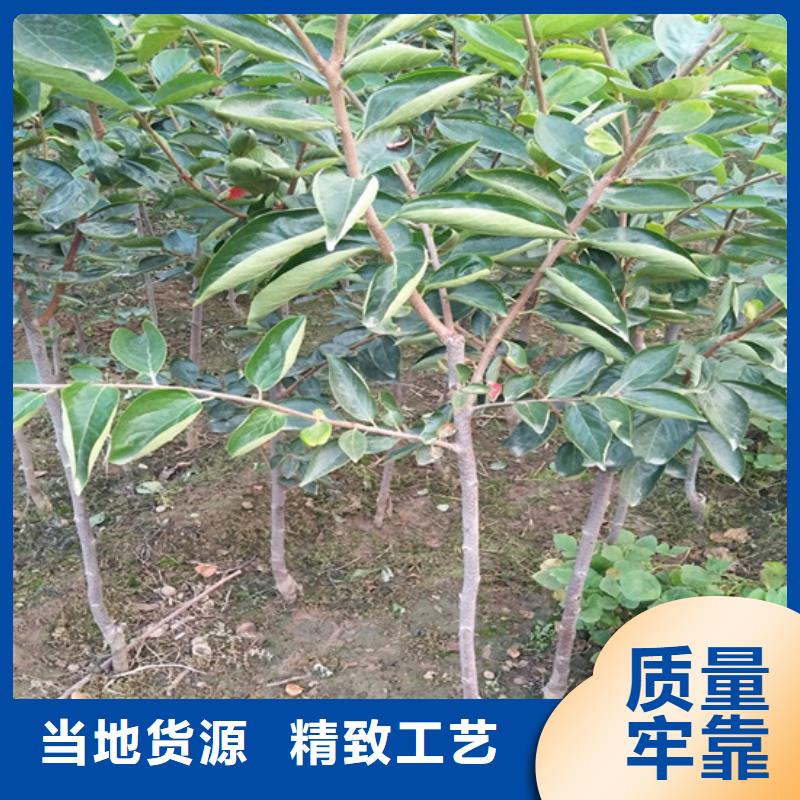 【 柿子_梨树苗按需设计】|鹤山|新会|深圳|阳江|潮州|珠海|佛山|中山|梅州qy55.com