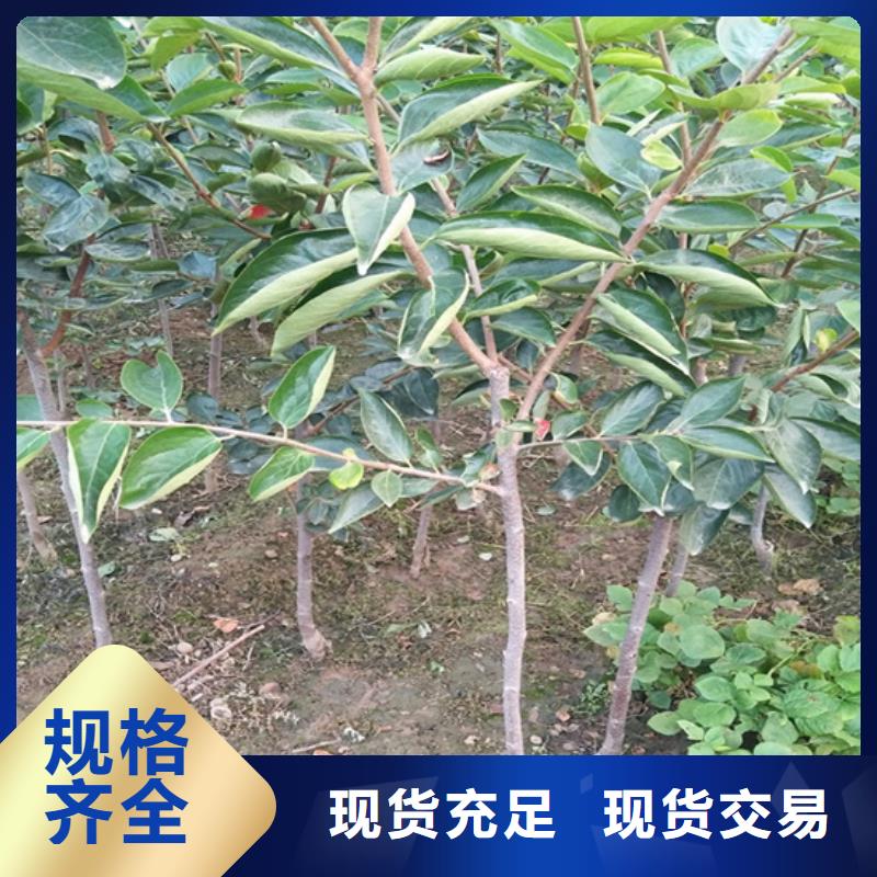 柿子_苹果苗一站式采购方便省心