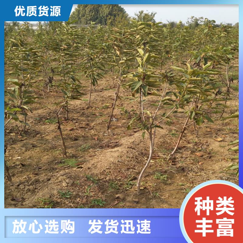 柿子蘋果苗支持定制批發(fā)