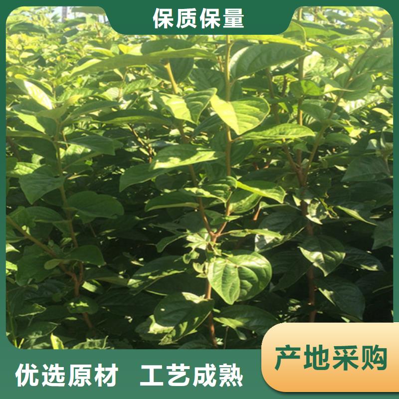 梨树苗视频-黔南市梨树苗-该地可服务区域福泉|瓮安|六盘水|遵义|黔东南|安顺