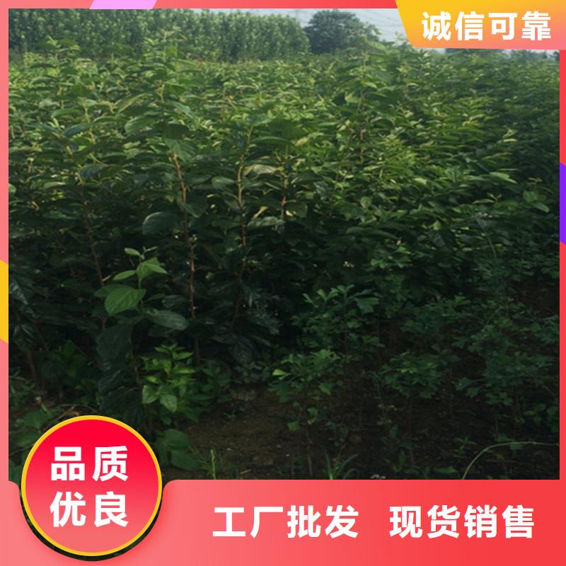 【柿子】樱桃苗定制速度快工期短