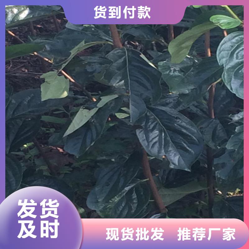 【柿子】 无花果苗您身边的厂家厂家直接面向客户