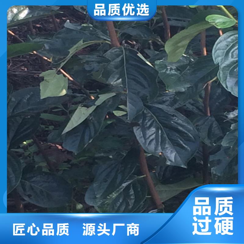 柿子桃树苗品牌大厂家