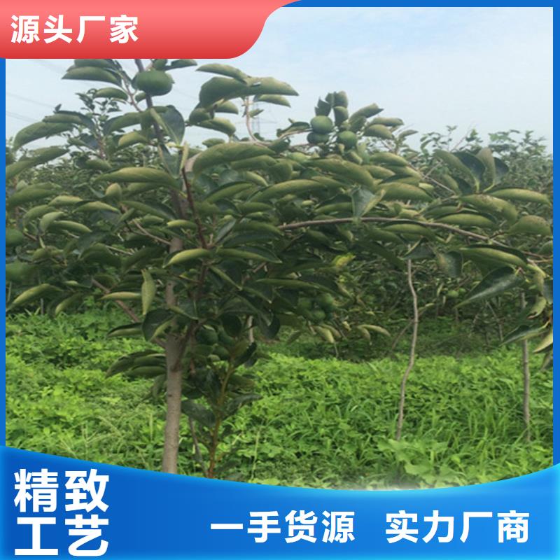 梨树苗轩园【 柿子_无花果苗工厂采购】