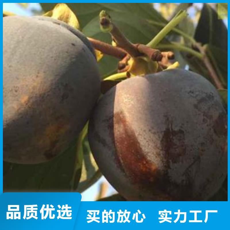 柿子_苹果苗一站式采购方便省心