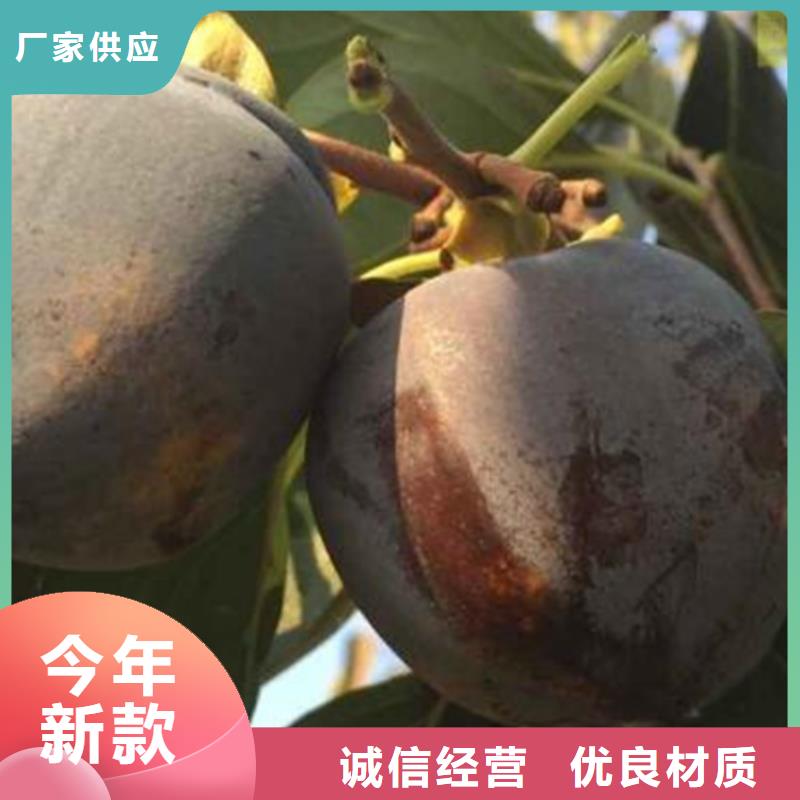 【 柿子_无花果苗工厂采购】覆盖范围含|浦江|磐安|绍兴|湖州|丽水|衢州|舟山|嘉兴