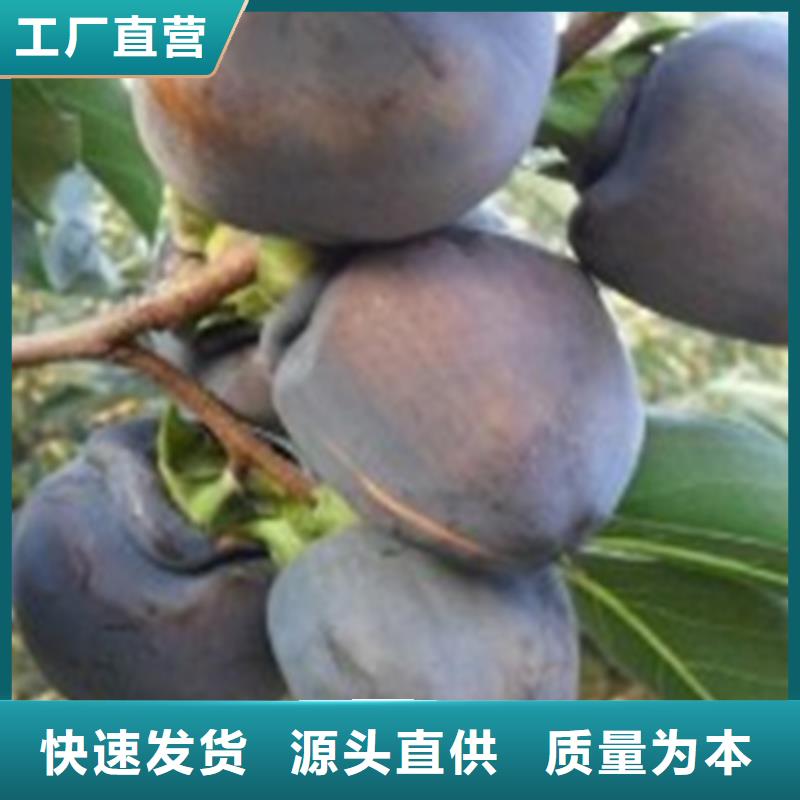 柿子樱桃苗免费寄样