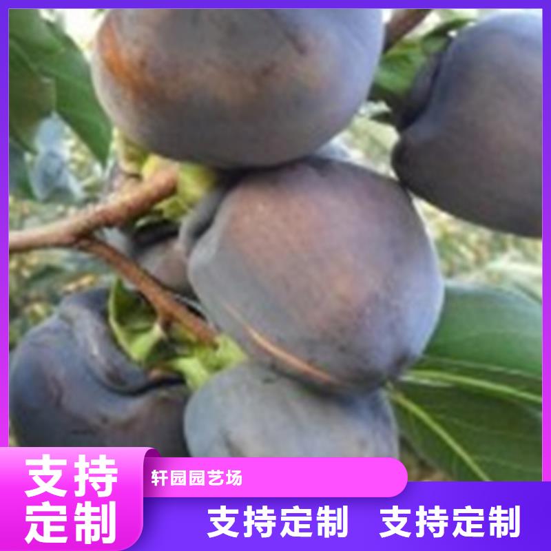 柿子_苹果苗一站式采购方便省心