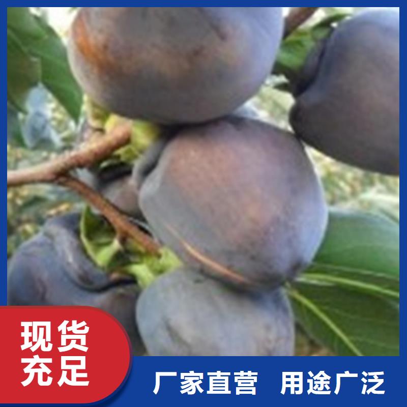 柿子櫻桃苗多年行業經驗