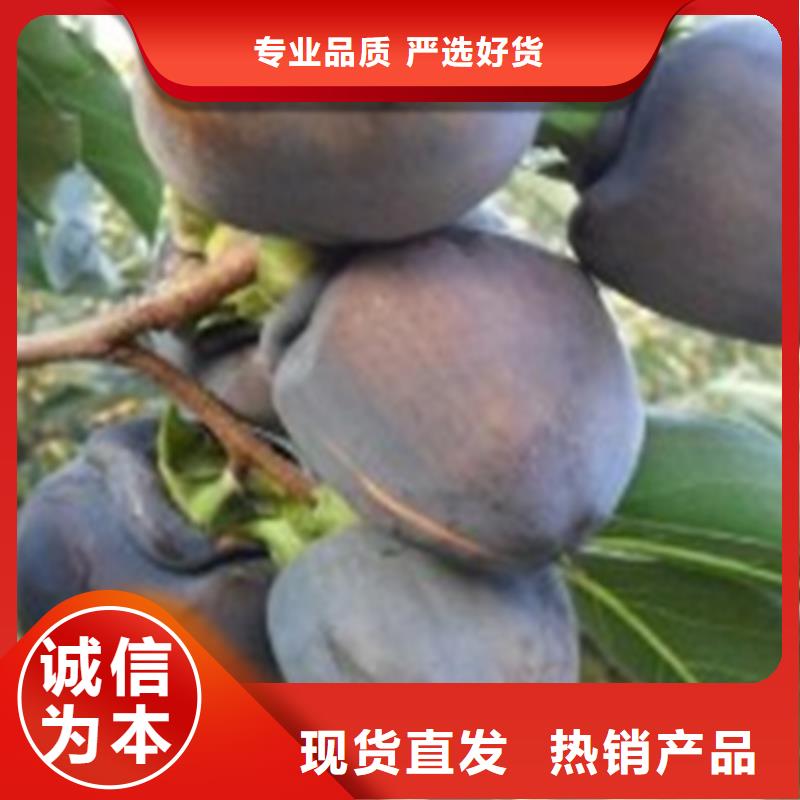 【柿子】 无花果苗您身边的厂家厂家直接面向客户