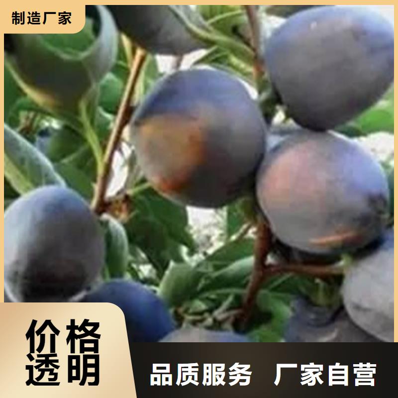 【柿子】 无花果苗您身边的厂家当地服务商