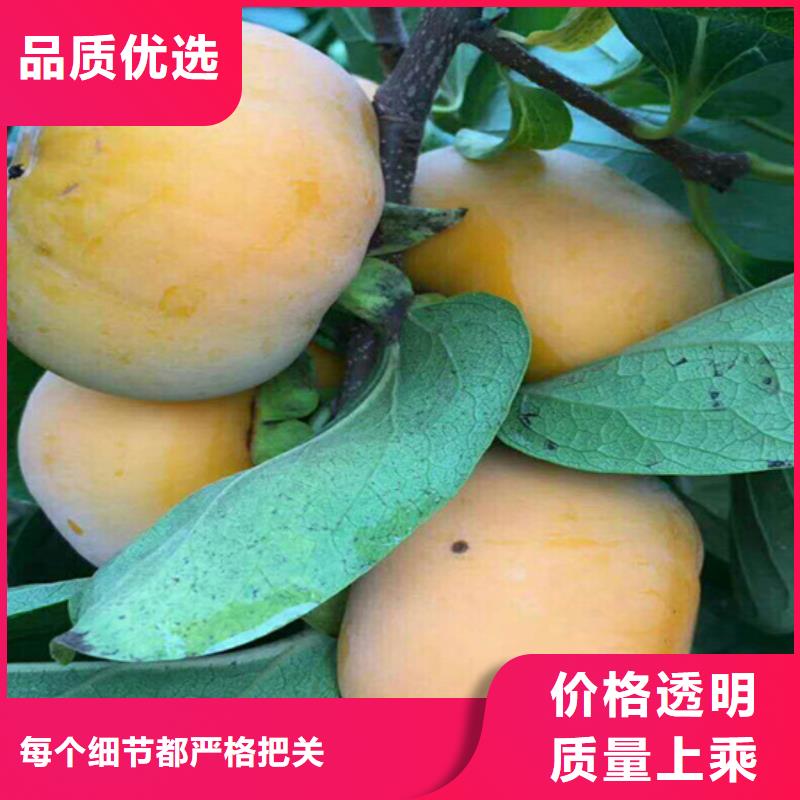 柿子,樱桃苗厂家直销货源充足