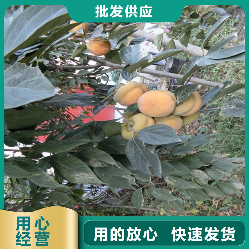 柿子櫻桃苗價格實惠