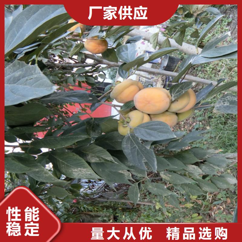 柿子_苹果苗一站式采购方便省心