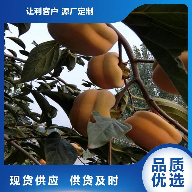 柿子_苹果苗一站式采购方便省心