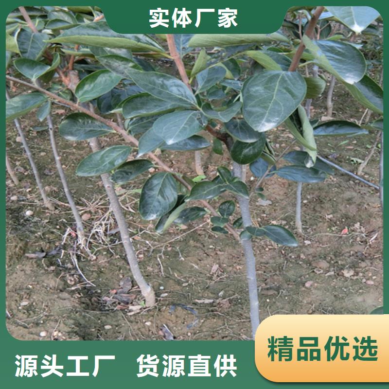 梨树苗视频-黔南市梨树苗-该地可服务区域福泉|瓮安|六盘水|遵义|黔东南|安顺