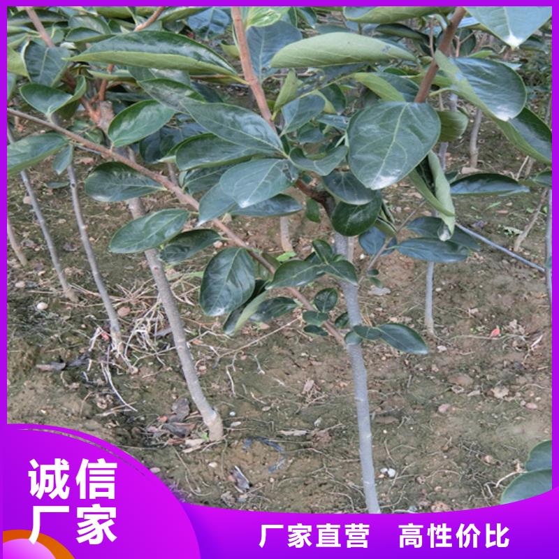 柿子北美冬青大量現貨供應