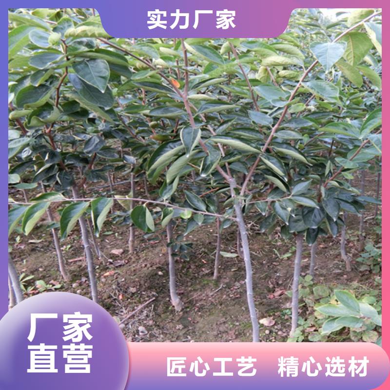 柿子_苹果苗一站式采购方便省心