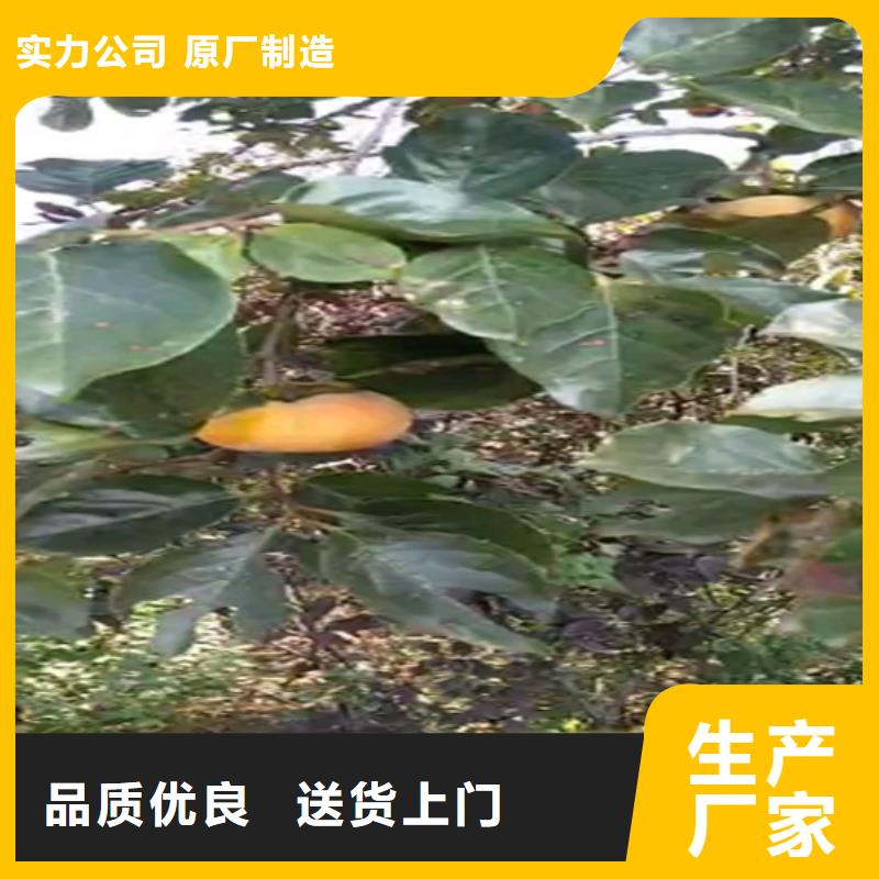 【 柿子_无花果苗工厂采购】覆盖范围含|浦江|磐安|绍兴|湖州|丽水|衢州|舟山|嘉兴