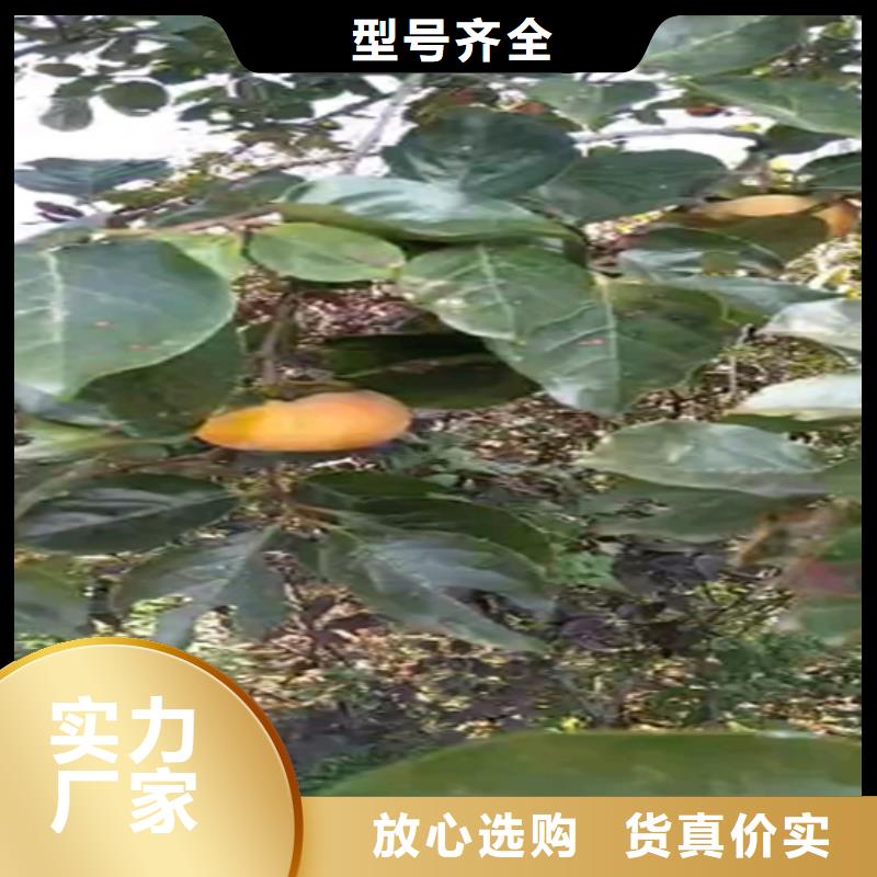 柿子櫻桃苗暢銷本地
