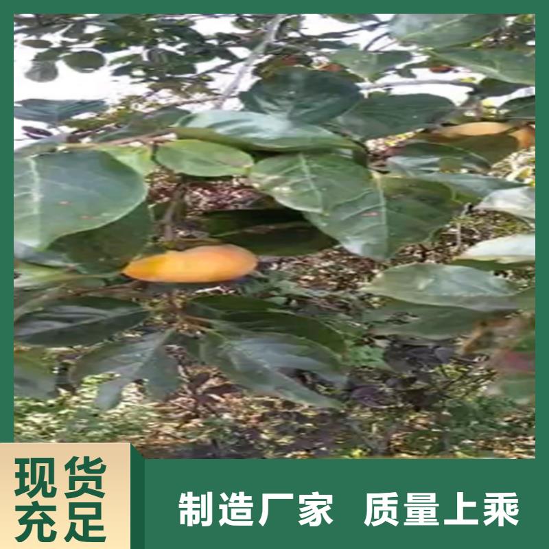 梨树苗视频-梨树苗|金华市|浦江|永康|绍兴|杭州|嘉兴|舟山|宁波|湖州