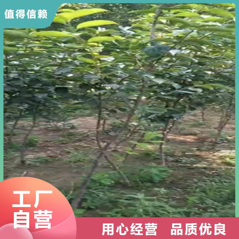 【柿子】樱桃苗定制速度快工期短