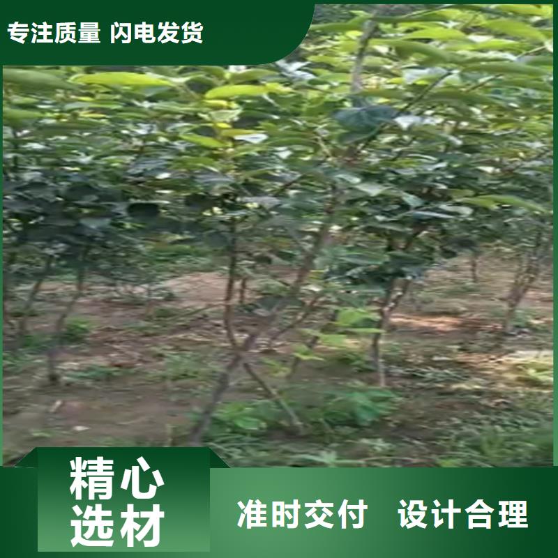 柿子_苹果苗一站式采购方便省心