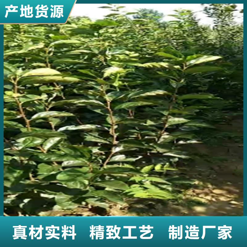 【柿子】樱桃苗定制速度快工期短