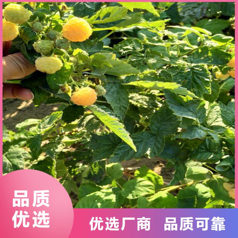 【 树莓-桃树苗厂家批发价】由轩园为您