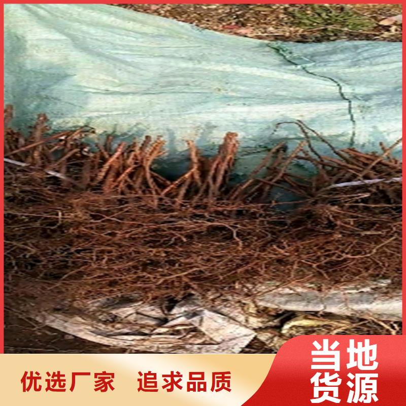 【 树莓-桃树苗厂家批发价】由轩园为您